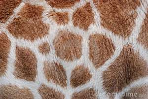 het-patroon-van-de-giraf-16901570
